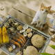 Image for article titled Cats Are the Cutest Guides to Japan